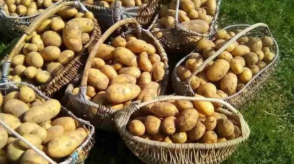 Ето как да засадите картофите за да получите двойна реколта от едри и здрави картофи
