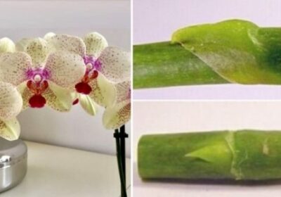 Ето как от стария цветонос си отглеждам по 10 нови орхидеи – у дома е малка приказка вече: