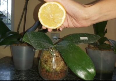 Резен лимон кара орхидеята да полудее – листата блестят, изкарва цветонос след цветонос: