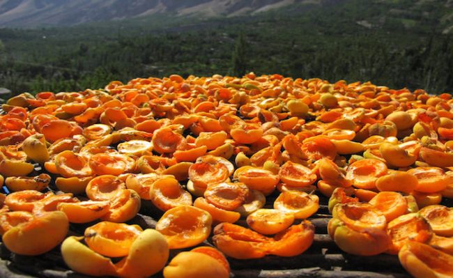 Невероятната лечебна сила на хунза маслото от кайсиеви ядки