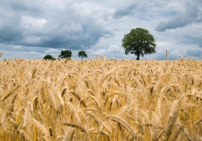 Световните запаси на пшеница стигат само за десет седмици