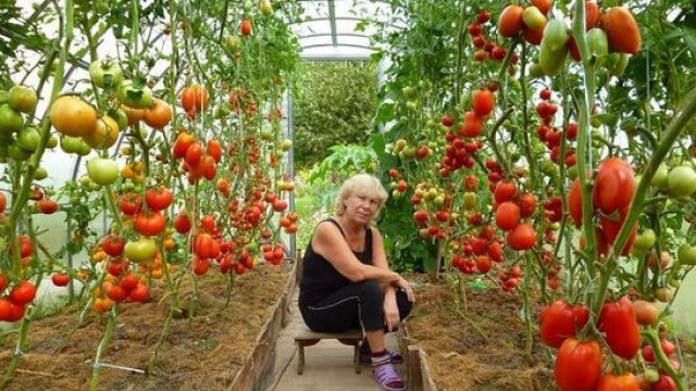 Йод и мляко – ефикасна смес срещу фитофтора. Без повече болести по доматите, а само добра реколта
