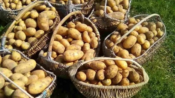 Ето как да засадите картофите за да получите двойна реколта от едри и здрави картофи